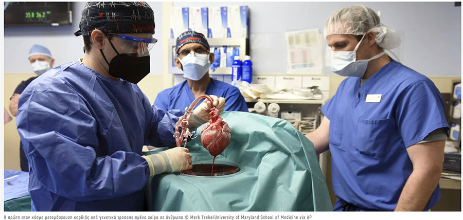 Πώς η κοκαΐνη βοήθησε την πρώτη μεταμόσχευση καρδιάς από χοίρο σε άνθρωπο cover image
